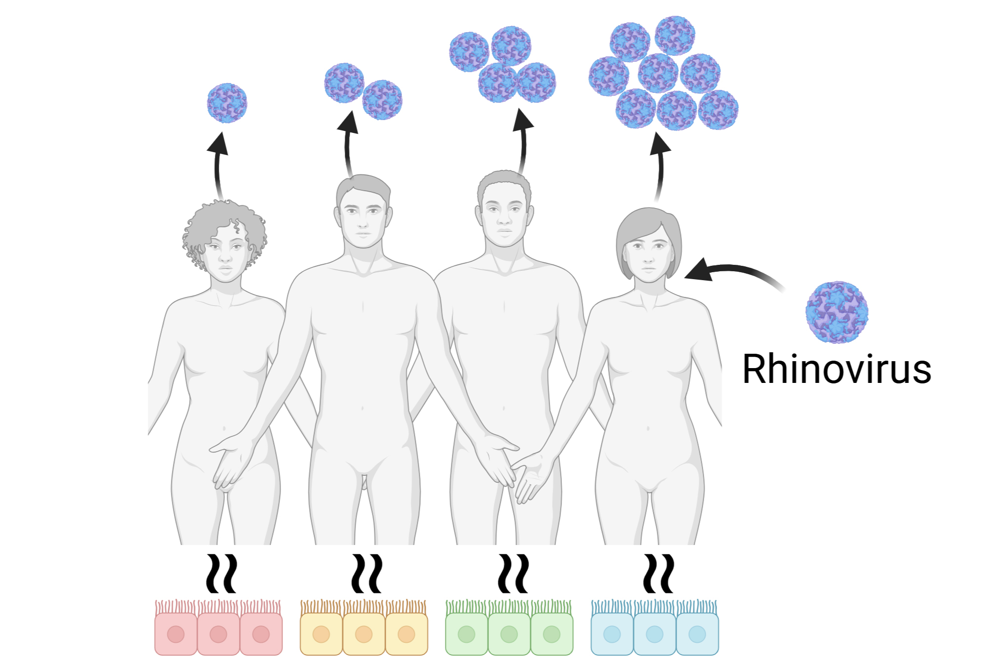 Susceptibility to Respiratory Virus Infection in Different Model Systems